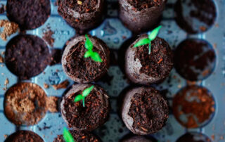 Regalos plantables, el merchandising que conciencia- Grupo Iberoa