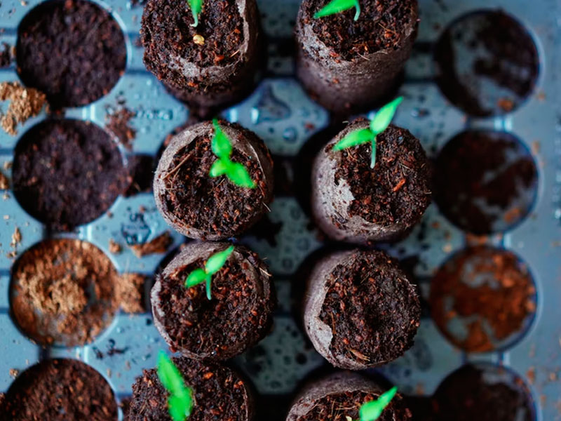 Regalos plantables, el merchandising que conciencia- Grupo Iberoa