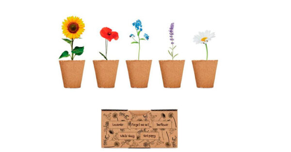 kits de cultivo de flores - Grupo Iberoa
