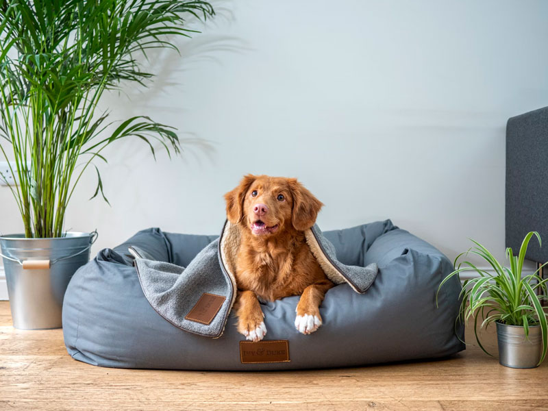 Regalos personalizados para mascotas - Grupo Iberoa